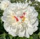 Paeonia lactiflora ‘Boule de Neige’  • C 5 l • 