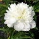 Paeonia lactiflora ' Duchesse de Nemours'• P 11 • 