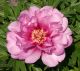 Paeonia Itoh 'First Arrival • C6 L • 