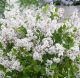 Syringa meyeri Flowerfesta® White • C5  L • kalem 50 cm