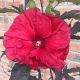 Hibiscus moscheutos Carrousel 'Giant Red' • C 4 l • 
