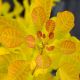 Cotinus coggygria 'Golden Lady'  • C2 L • 40-60 cm