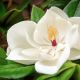 Magnolia grandiflora 'Goliath' • C4 L • 60/80 cm