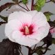 Hibiscus moscheutos Carrousel 'Jolly Heart' • C3 L • 