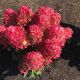 Hydrangea paniculata 'Little Rosy'  • C 5 l • 30/40 cm