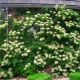 Hydrangea anomala ‘Petiolaris’ • C 10 l• 80-100 cm