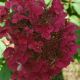 Hydrangea paniculata 'Wim's Red' • kalem 140cm