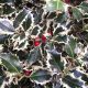 Ilex aquifolium  'Argentea Marginata'  • C9  L • Kalem 40 cm