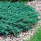 Juniperus hor. 'Blue Chip'  • P15 • 30/50 cm