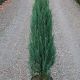 Juniperus scop. ' Blue Arrow' • C 2 L • 50-60 cm
