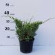 Juniperus sqam. 'Holger' • C 2 l • 20/30 cm
