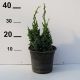 Juniperus sqa. 'Meyeri' • P15 • 20/30 cm