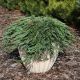 Juniperus hor. 'Pancake' • P15 • 30/50 cm