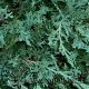 Juniperus horizontalis 'Wiltonii' • C3 l • 40/60 CM