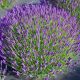 Lavandula angustifolia 'Munstead' • P13 • 15/20 cm