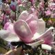 Magnolia 'Satisfaction' • C2 L • 80/100 cm