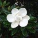 Magnolia grandiflora 'Little Gem' • C10 L • 40/60 cm 