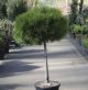 Pinus brevifolia • C9 L • Kalem 40 cm