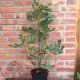  Smokva patuljasta • Ficus carica 'Little Miss Figgi' • C 3 L• 40-60 cm