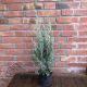 Juniperus scop. 'Moonglow' • P15 • 30/50 cm
