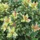 Osmanthus heterophyllus 'Tricolor' • C 3 l  • 20/25 cm