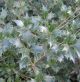 Osmanthus heterophyllus • P15 • 30/50 cm