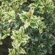 Osmanthus heterophyllus 'Variegatus' • P17 • 20/25 cm