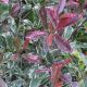 Photinia x fraseri 'Pink Marble' • C 9 L • Kalem 40 cm