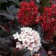 Physocarpus opulifolius 'Red Baron' • C 2 L • 60/80 cm