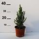 Picea glauca 'Conica' • P15 • 20/30 cm