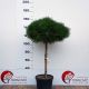 Pinus brevifolia • C30 L • Kalem 100 cm