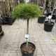Pinus densiflora 'Jane Kluis' • C10 L • Kalem 60 cm