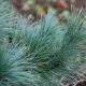 Pinus strobus 'Radiata' • C10 L • 40/60 cm