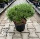 Pinus densiflora 'Benelux' • C7,5 L • 25/30 cm