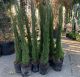 Cupressus sempervirens 'Pyramidalis' • C 7 l • 80/100 cm