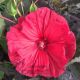 Hibiscus moscheutos 'Carousel Red Wine' • P 15 • 60/80 cm 
