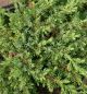 Juniperus com. 'Repanda' • C 3 l • 50/70 cm