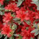 Rhododendron (Azalea) 'Hot Shot Variegata' • P13 • 15/20 cm