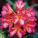 Rhododendron 'Scyphocalix' • C5 L • 30/40 cm