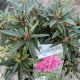 Rhododendron 'Graziella' • C 10 L • 30/40 cm