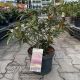Rhododendron 'Graziella' • C5 L • 30/40 cm