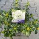 Rhododendron (Azalea) 'Pleasant White ' •C 2 L•30/40 cm