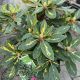 Rhododendron 'Goldflimmer' • C4 L • 30/40 cm