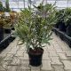 Rhododendron ponticum 'Variegatum' • C5L • 30/40 cm
