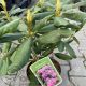 Rhododendron 'Roseum Elegans' • C4 L • 30/40 cm