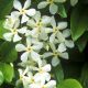 Trachelospermum jasminoides  • C 10 L • 175/200 cm