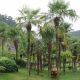 Trachycarpus fortunei (Chamaerops excelsa) • C 15 L • 60/80 cm